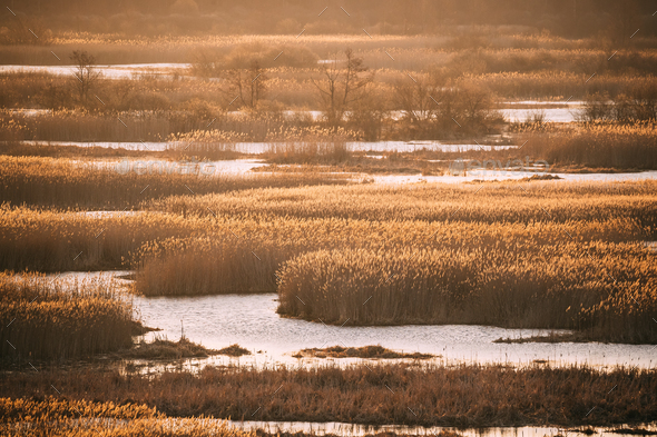 Spring River Spills And Yellow Dry Bushes And Grass In Spring Se - Stock Photo - Images