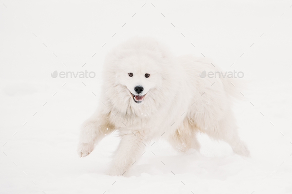 Funny Young White Samoyed Dog Or Bjelkier, Smiley, Sammy Playing - Stock Photo - Images