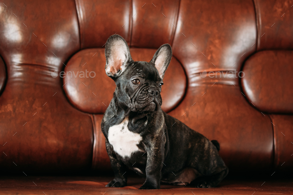 Young Black French Bulldog Dog Puppy With White Spot Sit On Red Stock Photo by Grigory_bruev