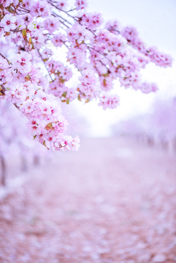 Spring blossom orchard. Abstract blurred background. Stock Photo by merc67