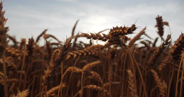 Wheat Grains Illuminate The Morning Sun. Close Up.