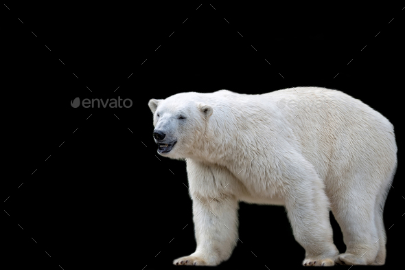 Polar bear on a black background Stock Photo by johan10 | PhotoDune