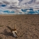 Skull of a Dead Animal in the Gobi Desert. Mongolia - VideoHive Item for Sale