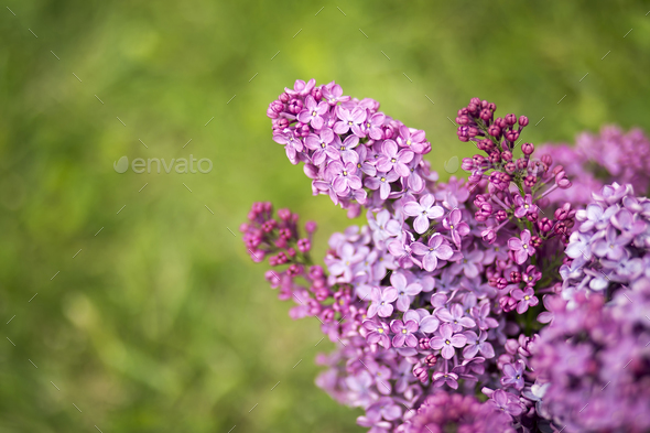 Purple flower banner Stock Photo by Elegant01 | PhotoDune