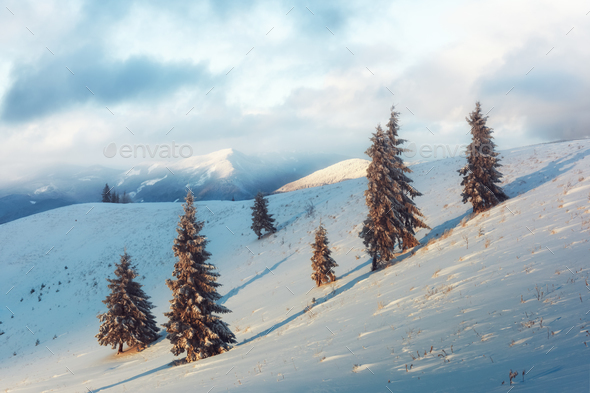 Dramatic wintry scene with snowy trees. - Stock Photo - Images