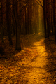 Forest path in the warm autumn light - PhotoDune Item for Sale