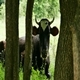 Cow Among the Trees - VideoHive Item for Sale