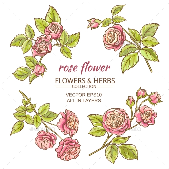 GraphicRiver Roses Vector Set 21194409 GraphicRiver Roses Vector Set 21194409