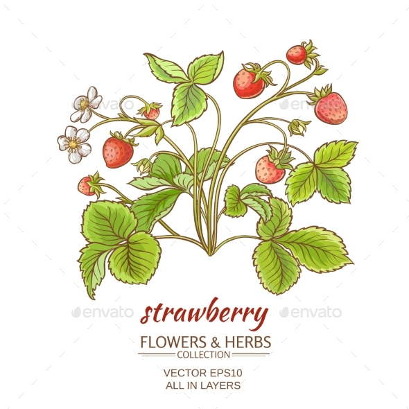 GraphicRiver Strawberry on White Background 21194413 GraphicRiver Strawberry on White Background 21194413