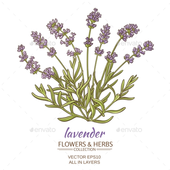 GraphicRiver Lavender 21194499 GraphicRiver Lavender 21194499