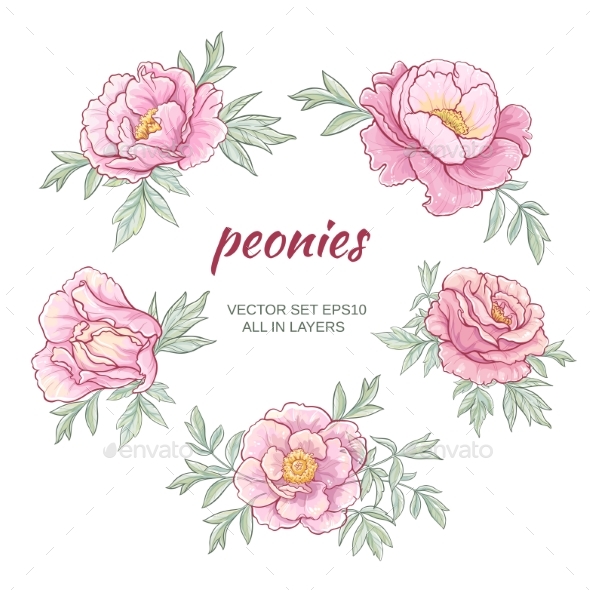 GraphicRiver Peonies Vector Set 21194500 GraphicRiver Peonies Vector Set 21194500