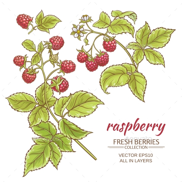 GraphicRiver Raspberry Vector Set 21194503 GraphicRiver Raspberry Vector Set 21194503