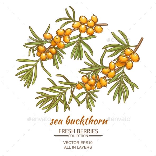 GraphicRiver Sea Buckthorn Vector Illustration 21194506 GraphicRiver Sea Buckthorn Vector Illustration 21194506