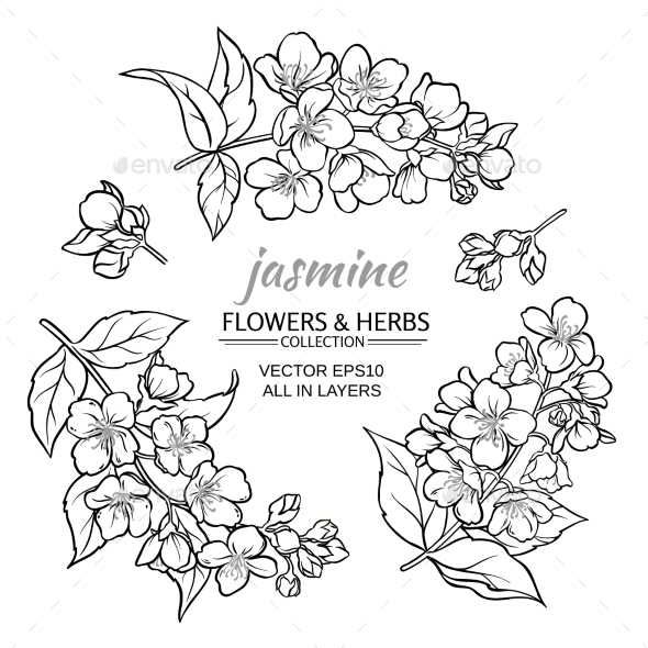 GraphicRiver Jasmine Vector Set 21194518 GraphicRiver Jasmine Vector Set 21194518