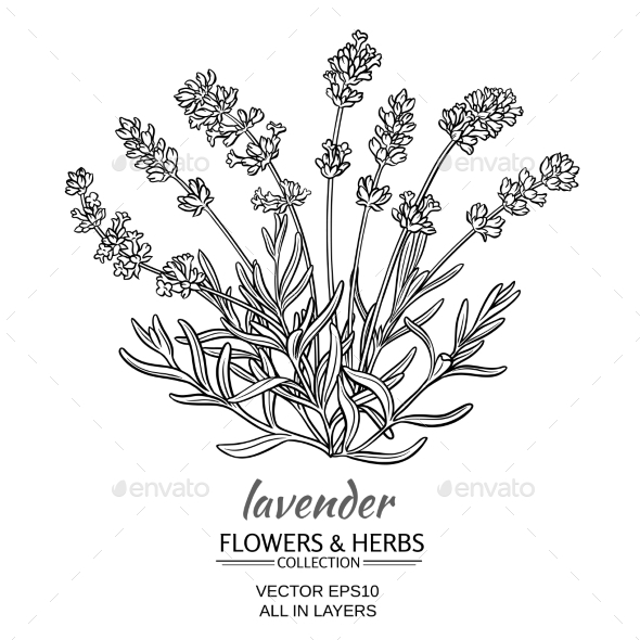 GraphicRiver Lavender Vector Illustration 21194519 GraphicRiver Lavender Vector Illustration 21194519