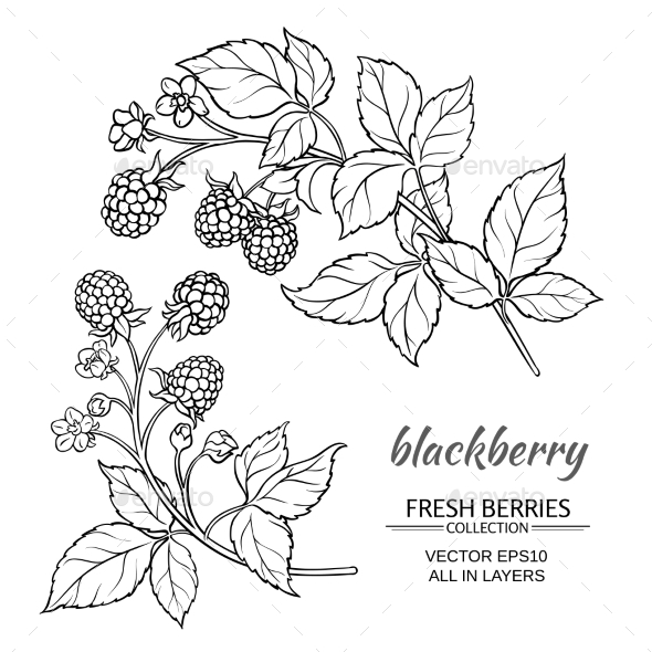 GraphicRiver Blackberry Vector Set 21194536 GraphicRiver Blackberry Vector Set 21194536