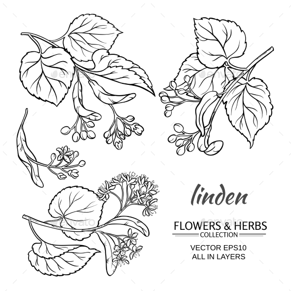 GraphicRiver Linden Vector Set 21194540 GraphicRiver Linden Vector Set 21194540