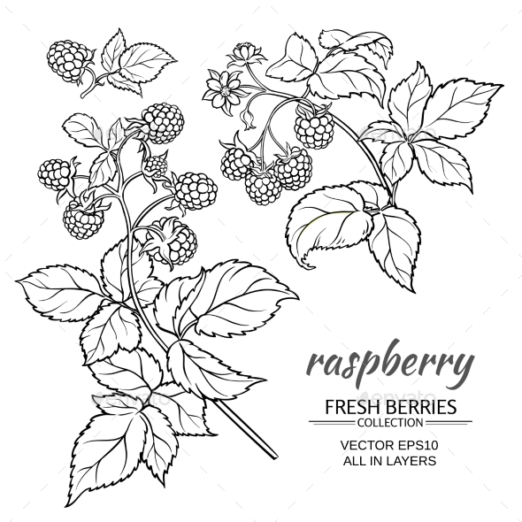 GraphicRiver Raspberry Vector Set 21194542 GraphicRiver Raspberry Vector Set 21194542