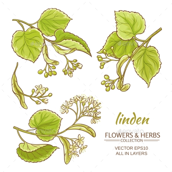 GraphicRiver Linden Vector Set 21194568 GraphicRiver Linden Vector Set 21194568