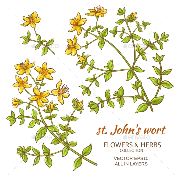 GraphicRiver St John's Wort Vector Set 21194571 GraphicRiver St John's Wort Vector Set 21194571