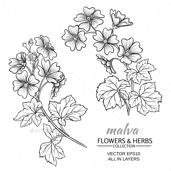 GraphicRiver Malva 21194582 GraphicRiver Malva 21194582