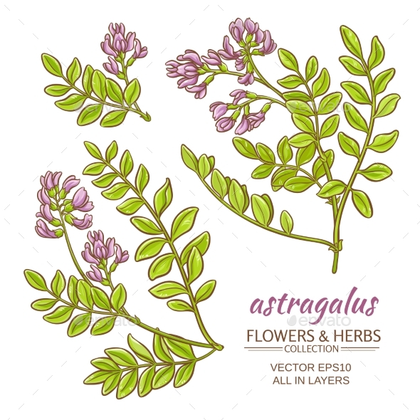 GraphicRiver Astragalus Vector Set 21194584 GraphicRiver Astragalus Vector Set 21194584