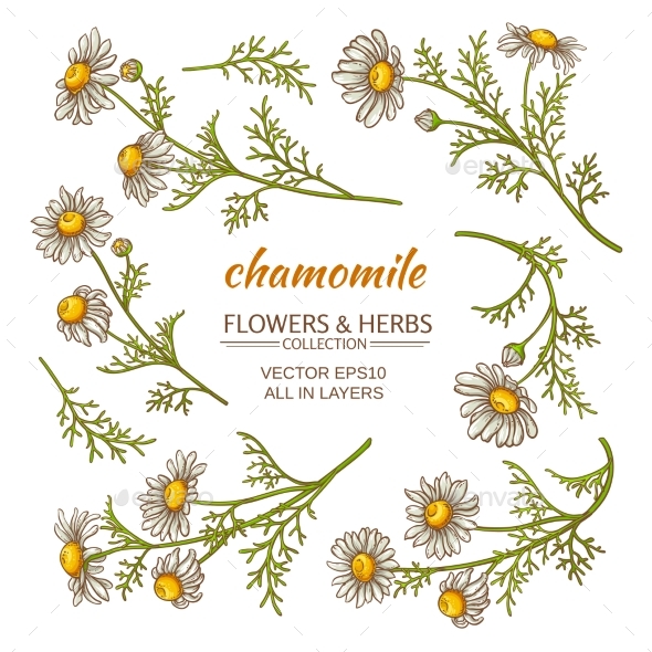 GraphicRiver Chamomile Flowers Set 21194586 GraphicRiver Chamomile Flowers Set 21194586