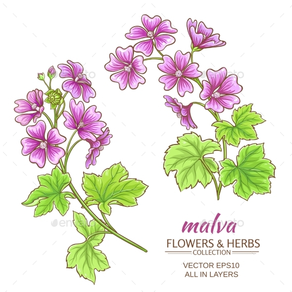 GraphicRiver Malva Vector Set 21194589 GraphicRiver Malva Vector Set 21194589