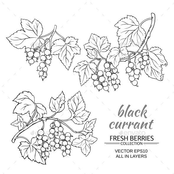 GraphicRiver Black Currant Vector Set 21194596 GraphicRiver Black Currant Vector Set 21194596