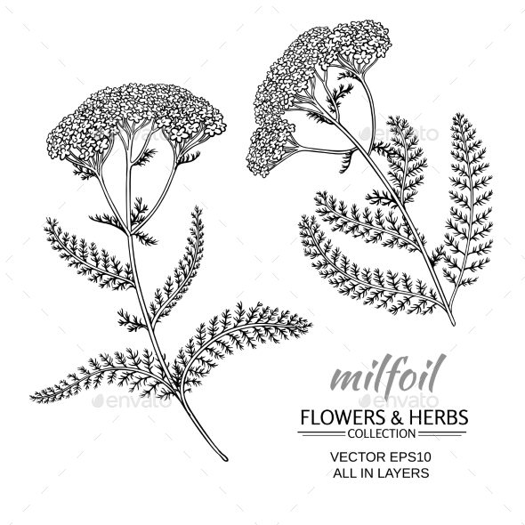 GraphicRiver Milfoil Vector Set 21194607 GraphicRiver Milfoil Vector Set 21194607