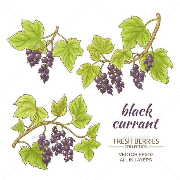 GraphicRiver Black Currant Vector Set 21194614 GraphicRiver Black Currant Vector Set 21194614