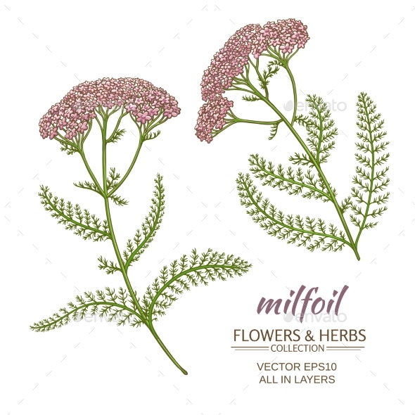 GraphicRiver Milfoil Vector Set 21194617 GraphicRiver Milfoil Vector Set 21194617