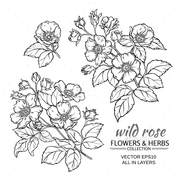 GraphicRiver Dog Rose Flowers Vector Set 21194628 GraphicRiver Dog Rose Flowers Vector Set 21194628