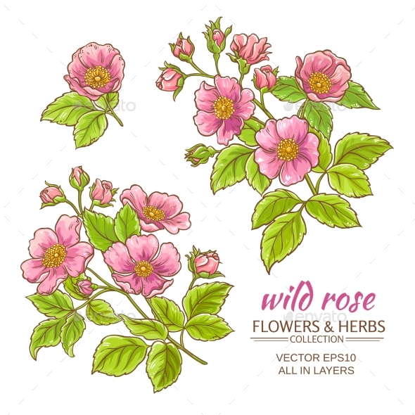 GraphicRiver Dog Rose Flowers Vector Set 21194641 GraphicRiver Dog Rose Flowers Vector Set 21194641