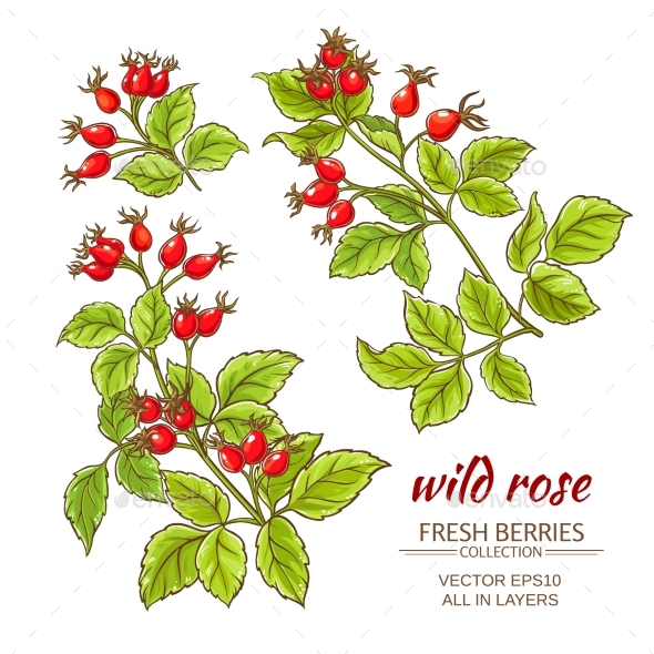 GraphicRiver Dog Rose Hips Vector Set 21194643 GraphicRiver Dog Rose Hips Vector Set 21194643