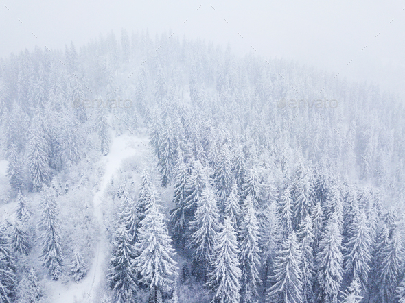 Flight over snowstorm in a snowy mountain coniferous forest, unc - Stock Photo - Images