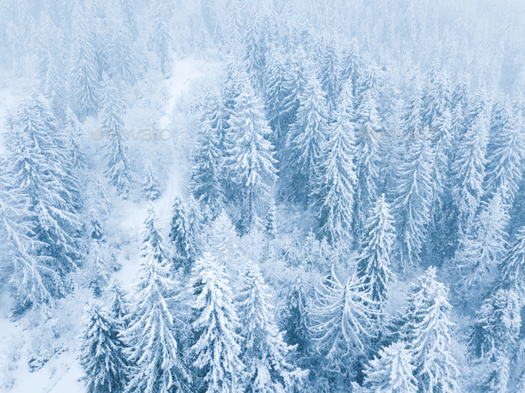 Flight over snowstorm in a snowy mountain coniferous forest, unc - Stock Photo - Images