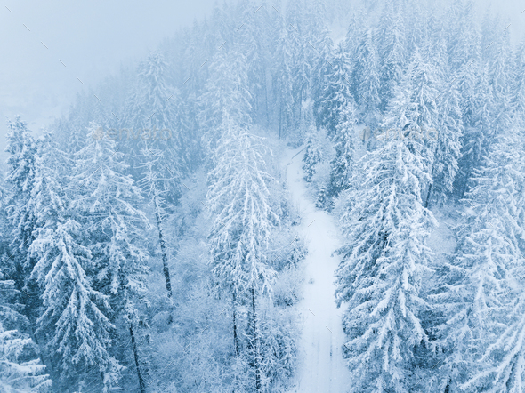 Flight over snowstorm in a snowy mountain coniferous forest, unc - Stock Photo - Images