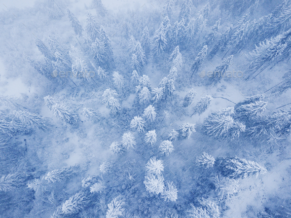 Flight over snowstorm in a snowy mountain coniferous forest, unc - Stock Photo - Images