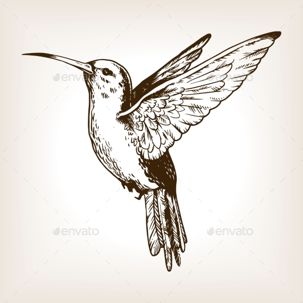 GraphicRiver Humming Bird Engraving Vector Illustration 21195139 GraphicRiver Humming Bird Engraving Vector Illustration 21195139