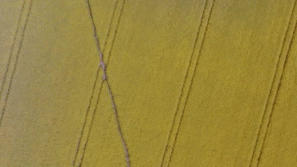 Yellow Flower Rapeseed Field Birds-Eye-View Aerial Overhead