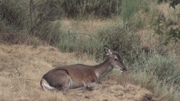 Female Deer Lying Down Chewing and Moving Ears