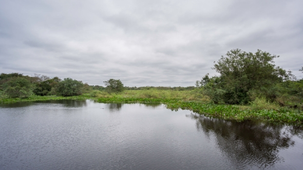 Pond in Brazilian Pantanal, a Marshy Zone with Crocodile Trails