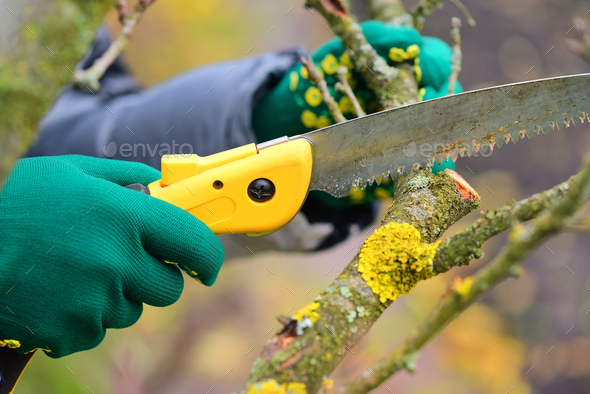 Hands with gloves of gardener doing maintenance work, pruning tr Stock Photo by Nataljusja