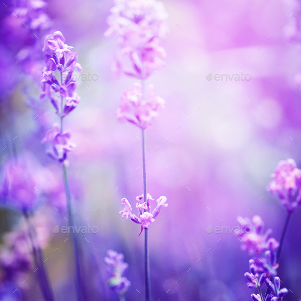 Lavender flower field, image for natural background, selective f Stock  Photo by Nataljusja