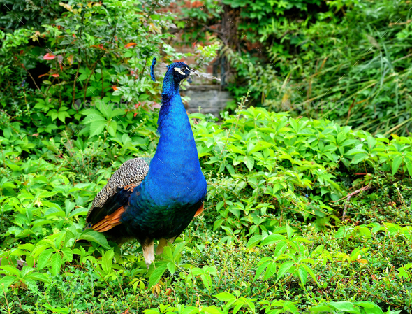 Peacock (Pavo Linnaeus). Male peacock. Portrait of a beautiful p Stock Photo by Nataljusja