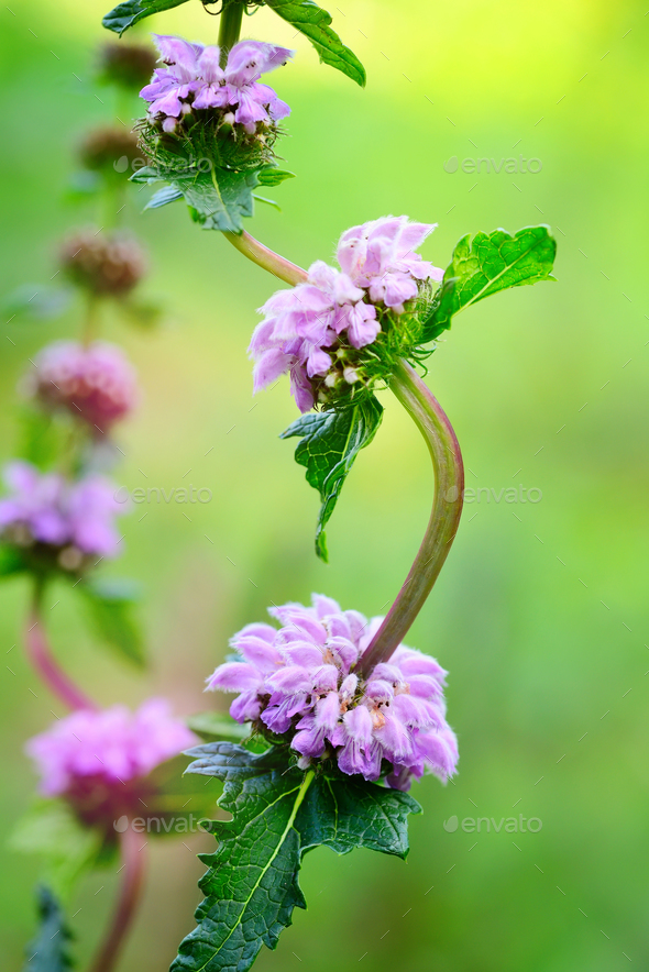 Flowers of Phlomoides tuberosa (Phlomis tuberosa) - Stock Photo - Images