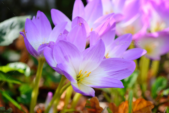 Nice dewy flowers in the autumn (Colchicum autumnale) Stock Photo by ...