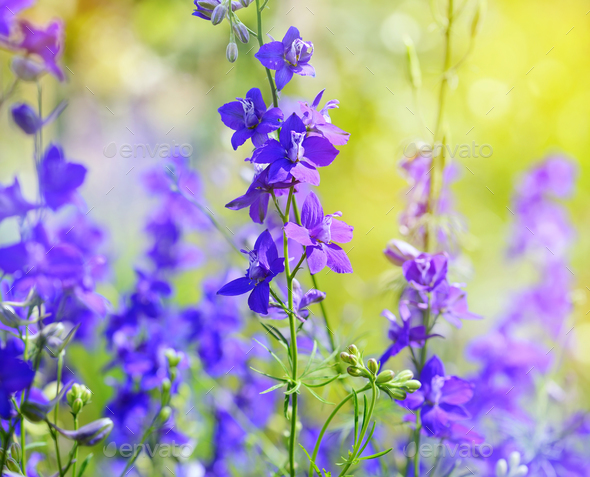 Beautiful purple Delphinium consolida (Consolida regalis) on a n - Stock Photo - Images