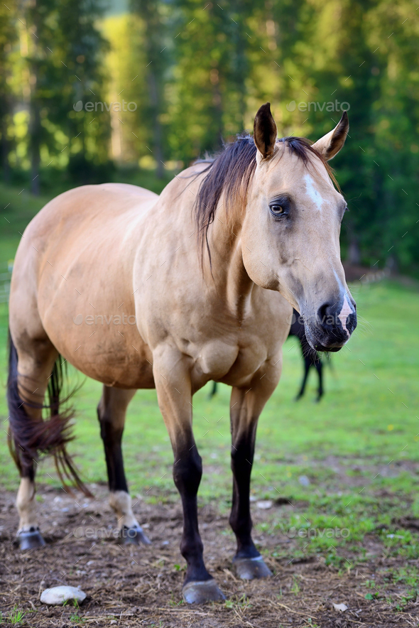 Horse on nature. Portrait of a horse, brown horse Stock Photo by Nataljusja